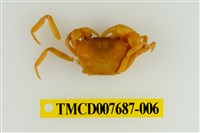 藏品(達觀澤蟹)的圖片